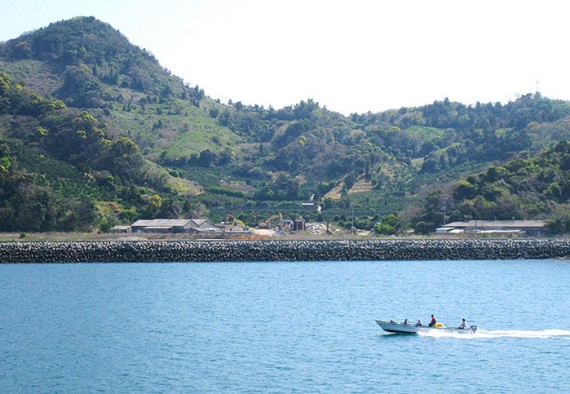べにふうき茶や柑橘の栽培が盛んな中島は、忽那諸島の１つ