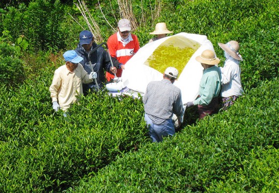 生産者の方が大切に育てられている。